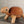Wooden Tortoise