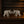 Indian Elephant 999 Silver 
